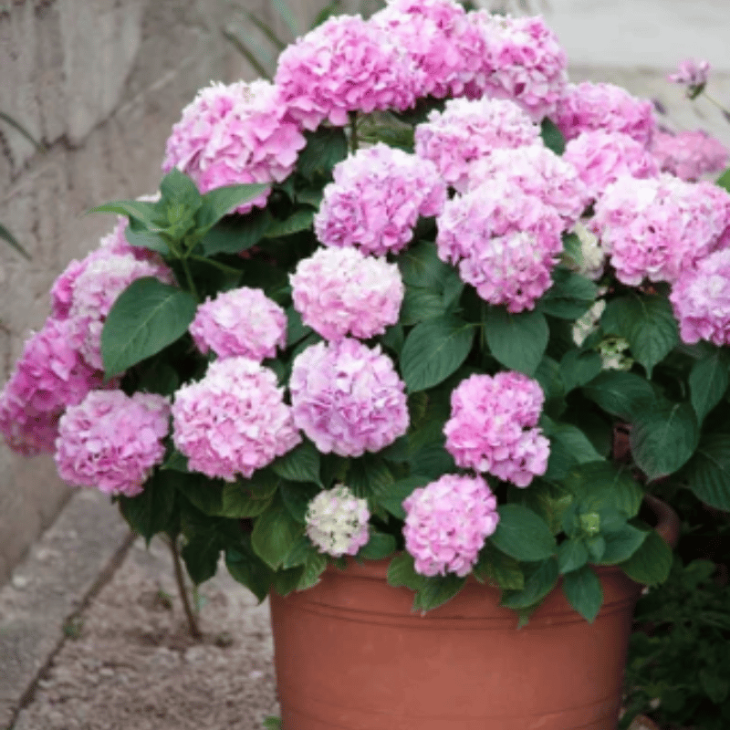 💐UV Resistant Lifelike Artificial Hydrangea Flowers