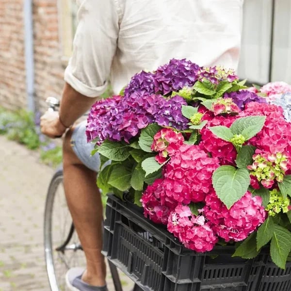 Last Day 70% OFF-Outdoor Artificial Hydrangea Flowers💐