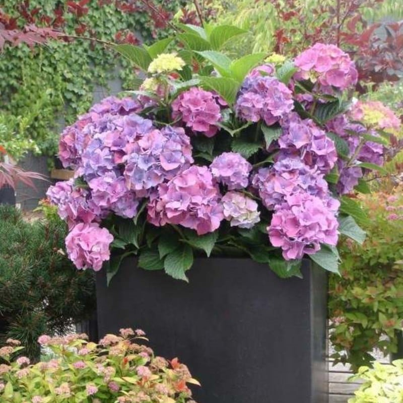 💐UV Resistant Lifelike Artificial Hydrangea Flowers