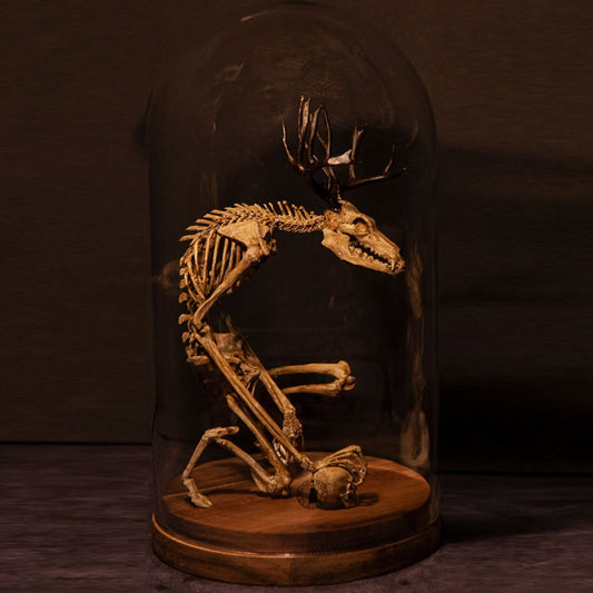 WENDIGO SKELETON CURIOSITY CABINET