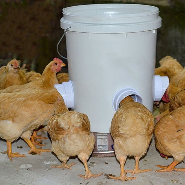 (🔥2023 NEW-50% OFF)DIY Chicken Feeder